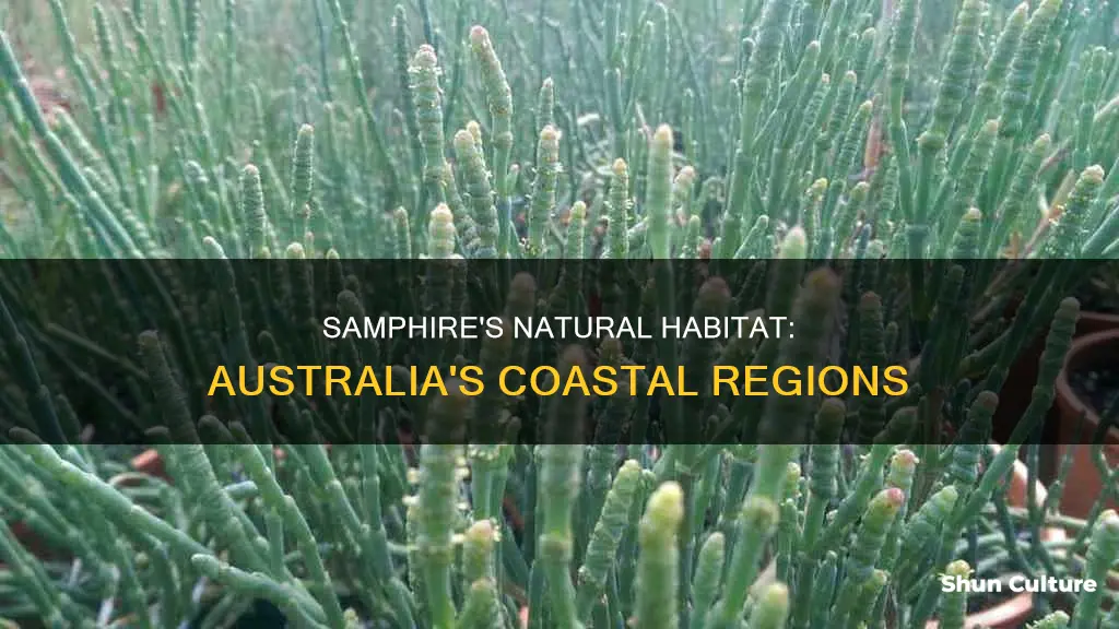 where does samphire grow in australia
