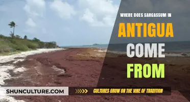 Unraveling the Mystery: Origins of Sargassum in Antigua's Shores