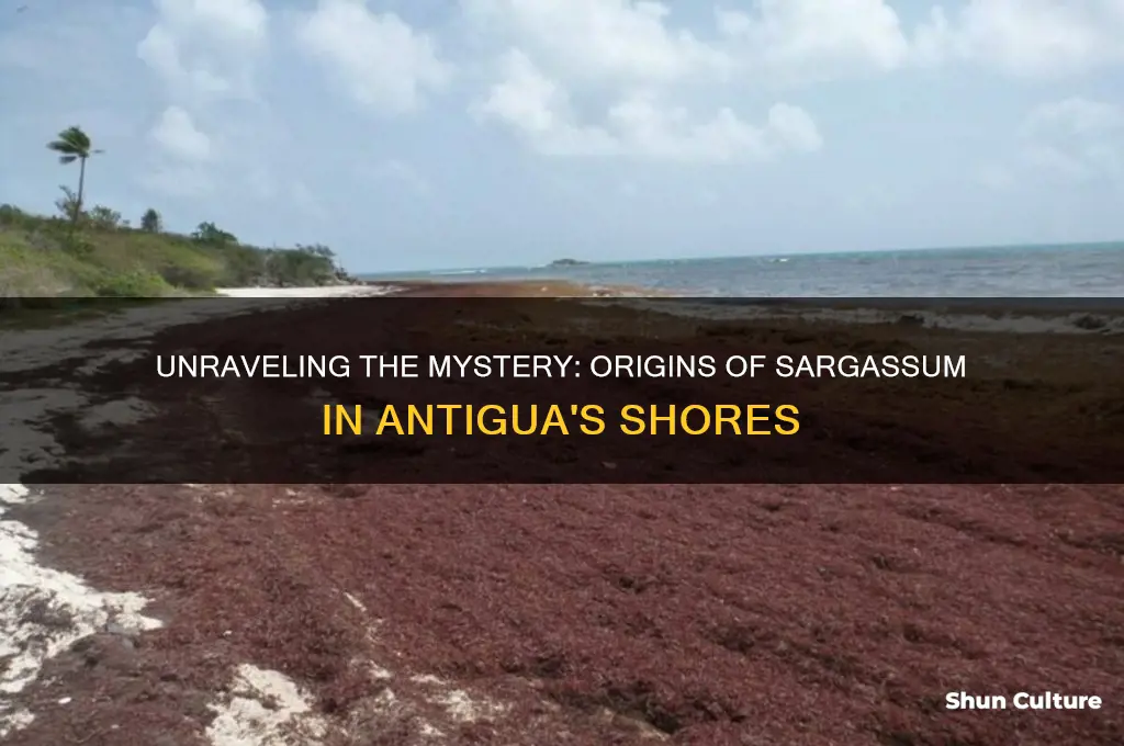 where does sargassum in antigua come from