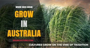 Sugarcane Fields in Australia: Where to Find Them