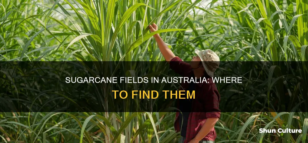 where does sugar grow in australia