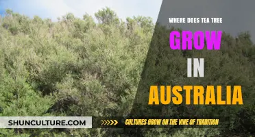 Tea Tree: Australia's Natural Wonder