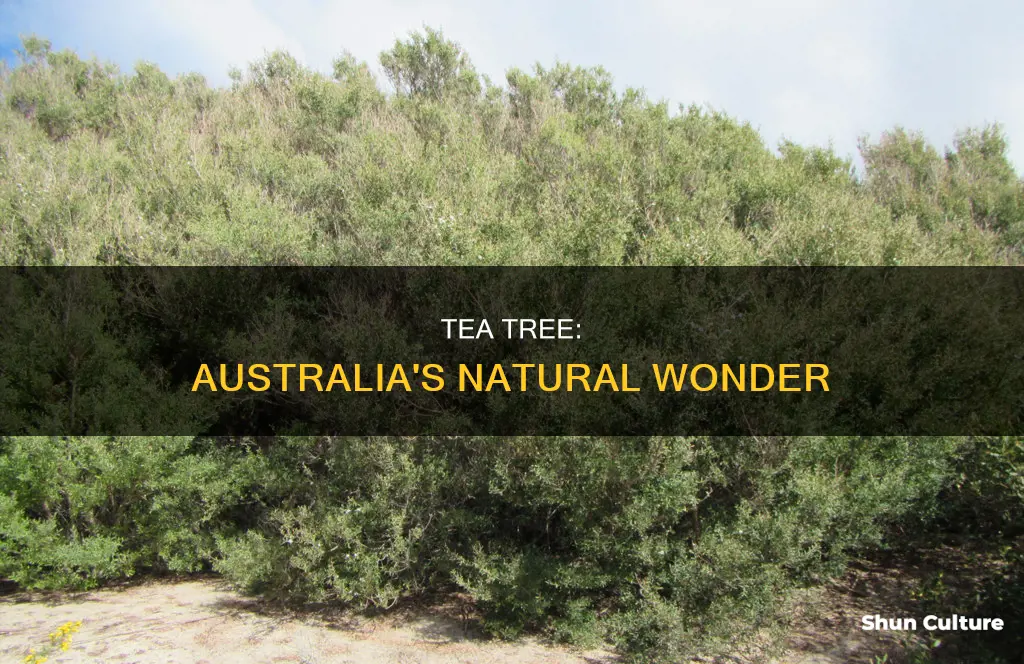where does tea tree grow in australia