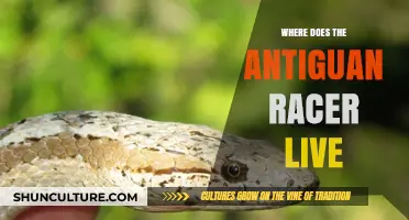 Discovering the Habitat of the Endangered Antiguan Racer Snake