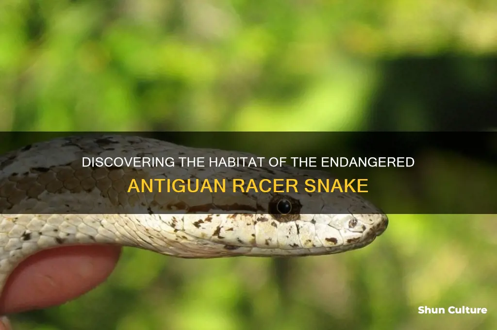 where does the antiguan racer live