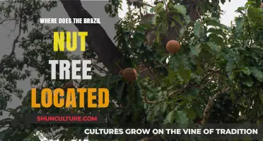Discovering the Natural Habitat of the Brazil Nut Tree in South America