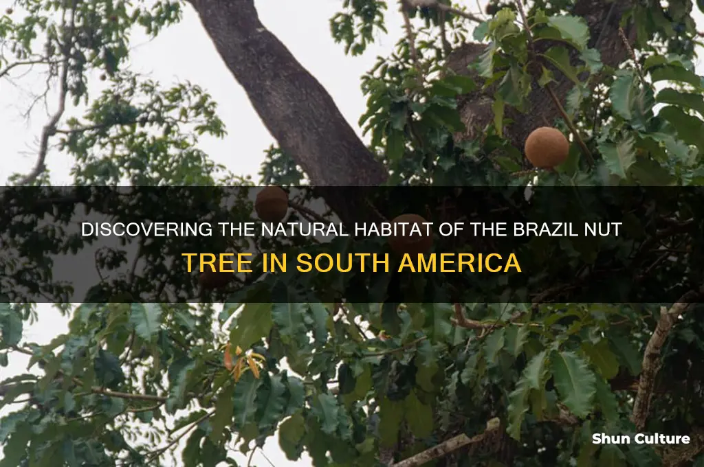 where does the brazil nut tree located