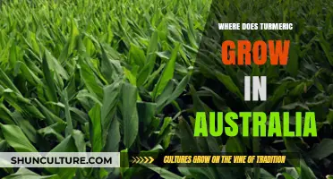 Turmeric Cultivation in Australia: Where and How?