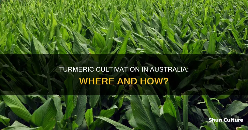 where does turmeric grow in australia