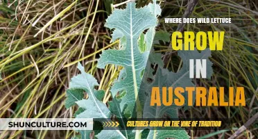 Wild Lettuce: Australia's Natural Wonder