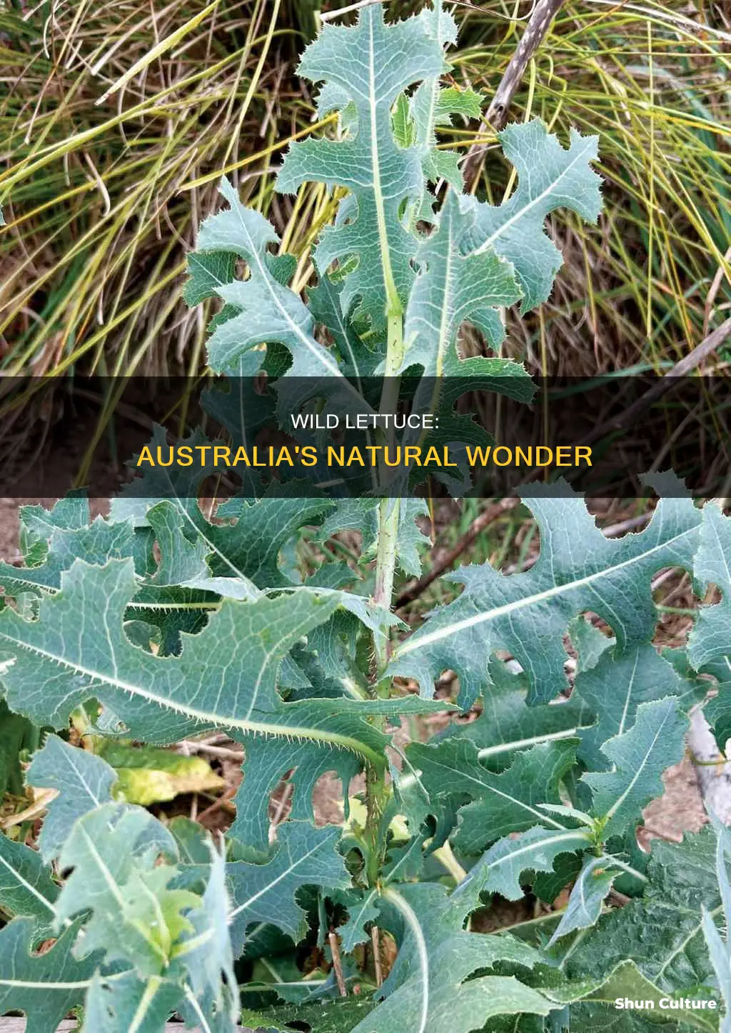 where does wild lettuce grow in australia