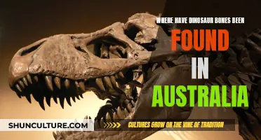 Dinosaur Bones: Australian Dig Sites and Discoveries