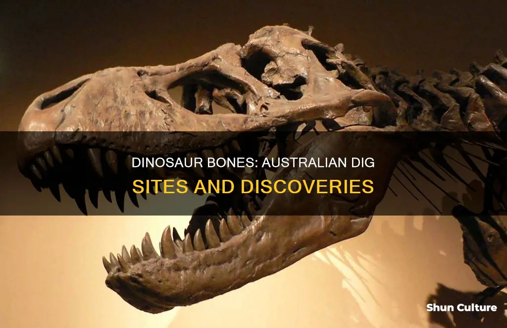 where have dinosaur bones been found in australia
