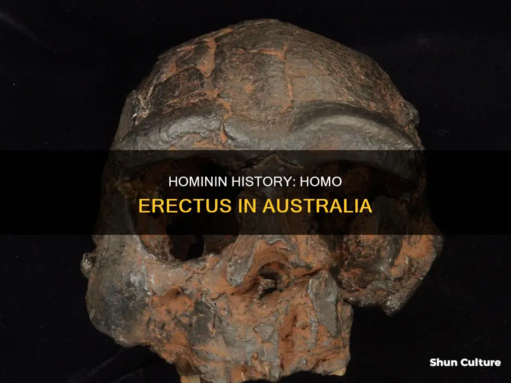 where have fossils of homo erectus been found australia