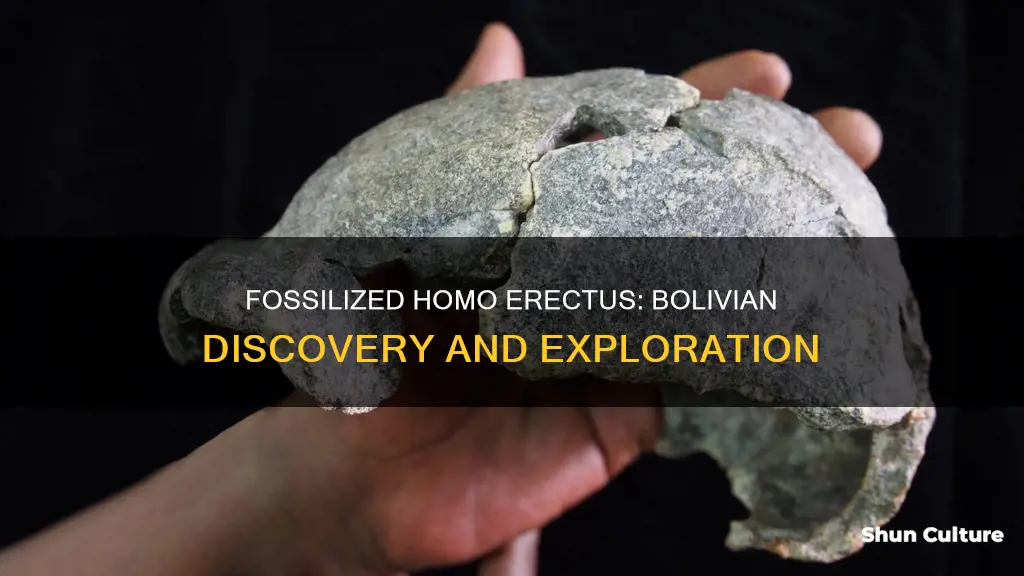 where have fossils of homo erectus been found bolivia