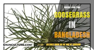 Discovering Goosegrass: Prime Locations in Bangladesh for Wild Harvesting
