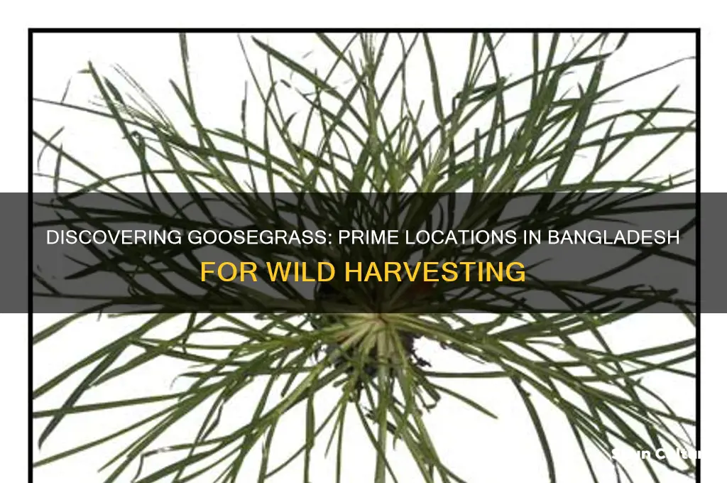 where I can find goosegrass in bangladesh