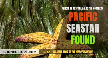 Pacific Seastars: Australia's Northern Coasts Natural Habitat