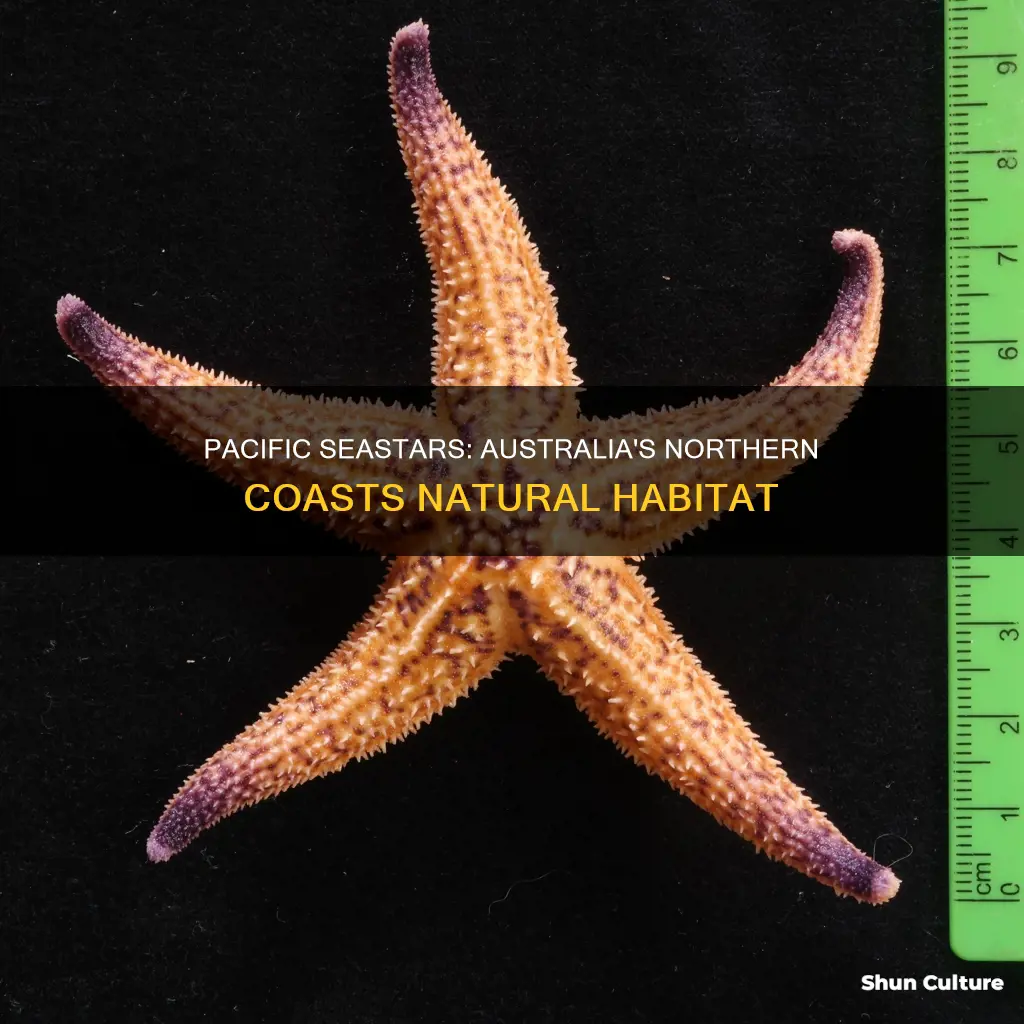 where in australia are the northern pacific seastar found