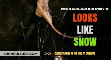 Discover Australia's Snowy Spiders: Where to Find These Unique Arachnids