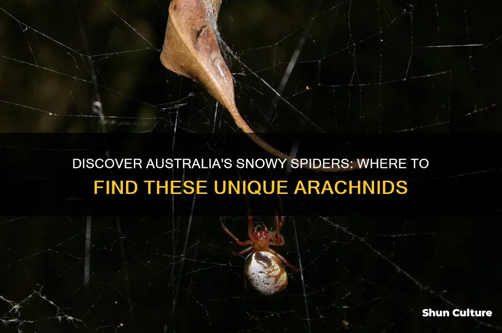 where in australia are there spiders that looks like snow