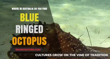 Exploring Blue-Ringed Octopus Habitats in Australia