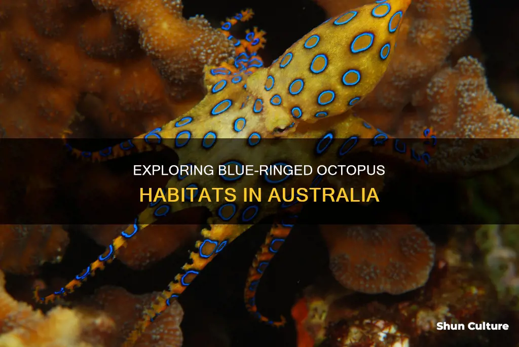 where in australia do you find blue ringed octopus