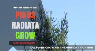 Pinus Radiata: Australia's Coastal Tree Haven