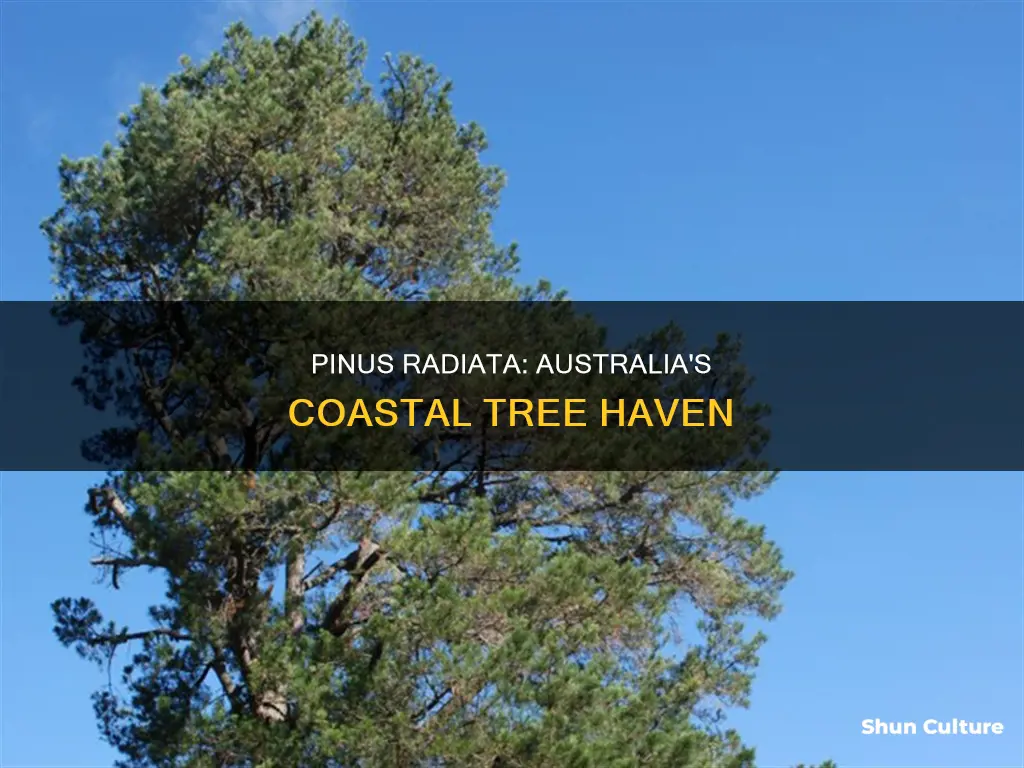 where in australia does pinus radiata grow