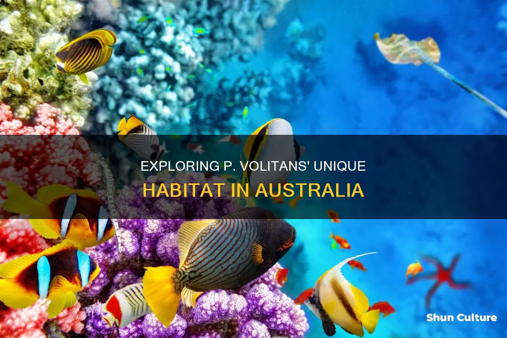 where in australia is p volitans found