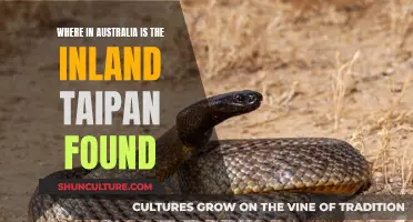 Inland Taipan: Australia's Venomous Snake Habitat Explored