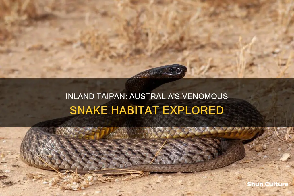 where in australia is the inland taipan found
