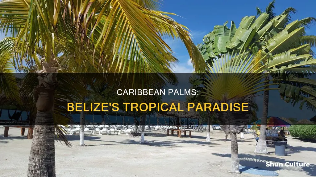 where in belize is the caribbean palms