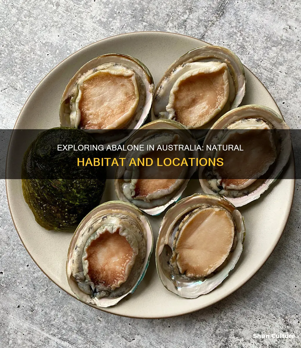 where is abalone found in australia