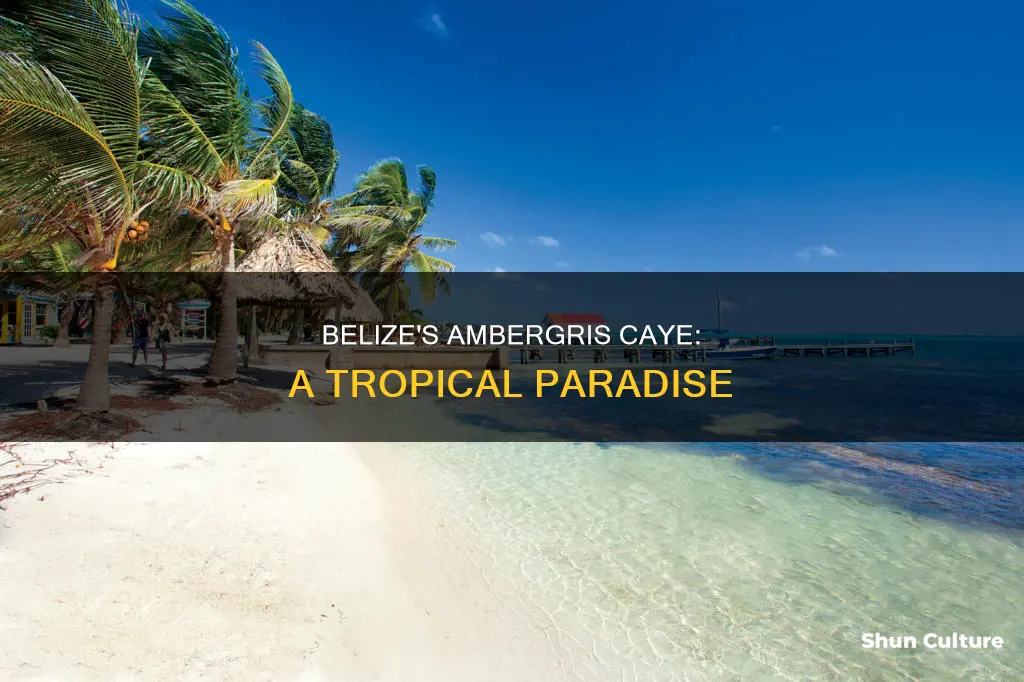 where is ambergris caye belize on the world map