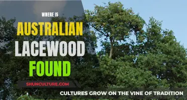 Australian Lacewood: Discovering the Unique Wood in Australia's Forests