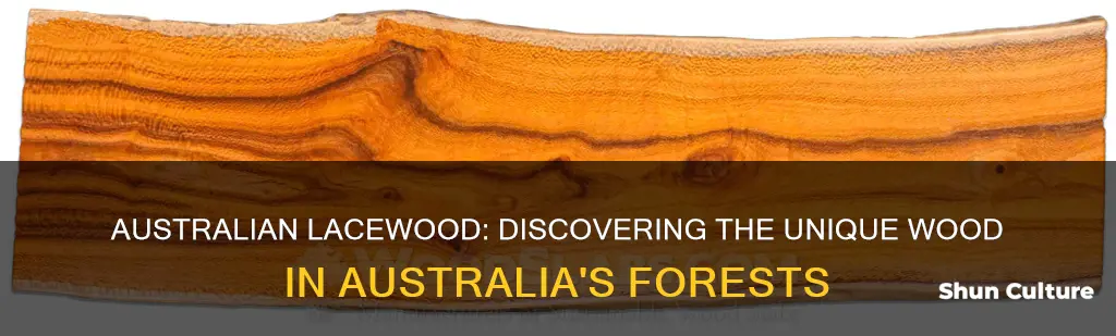where is australian lacewood found