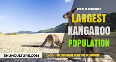 Australia's Kangaroo Haven: Where Are They?