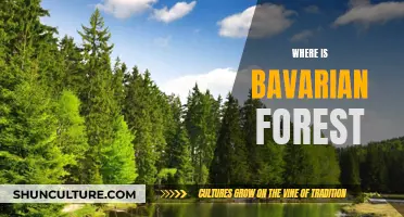 Exploring the Bavarian Forest: A Natural Gem's Location