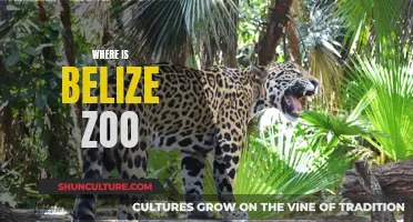 Belize Zoo: A Tropical Haven for Wildlife