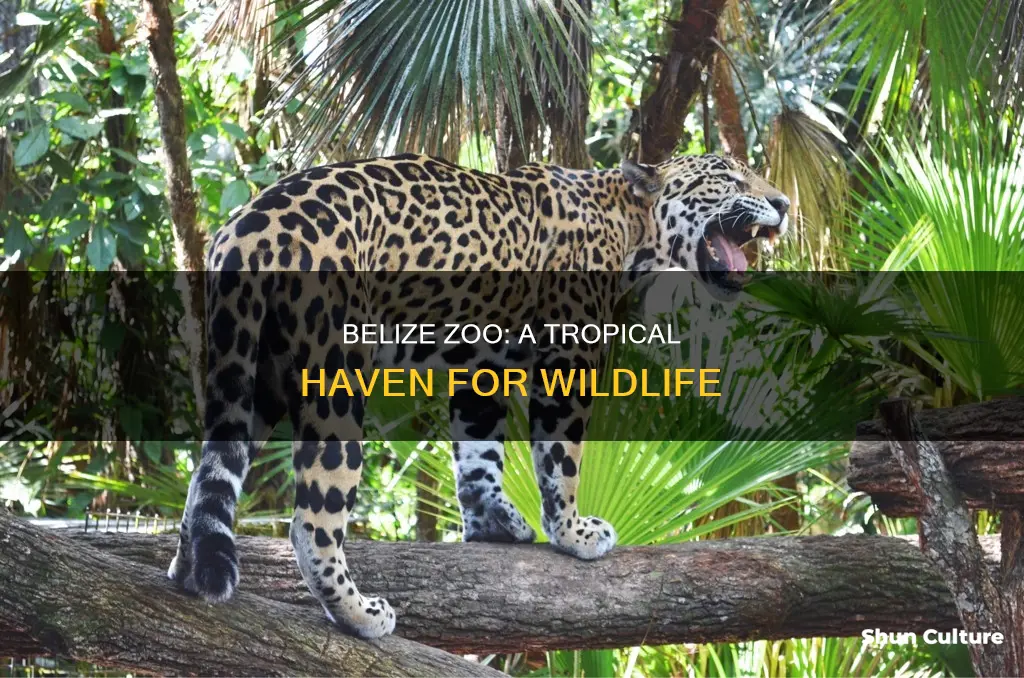 where is belize zoo