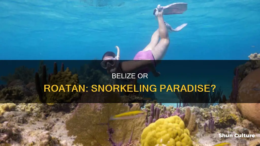 where is better to snorkel belize or roatan