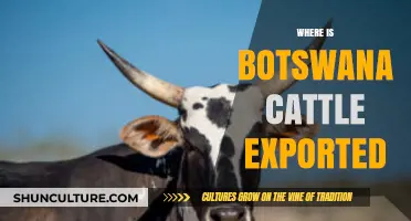 Botswana's Cattle Export Destinations: Key Markets and Trade Routes