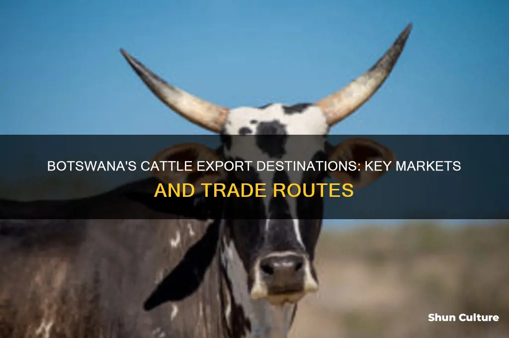 where is botswana cattle exported