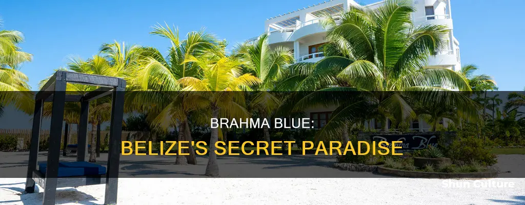 where is brahma blue on san pedro belize