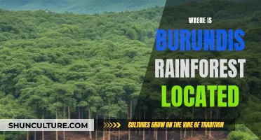 Exploring Burundi's Hidden Gem: The Lush Rainforest's Location Unveiled