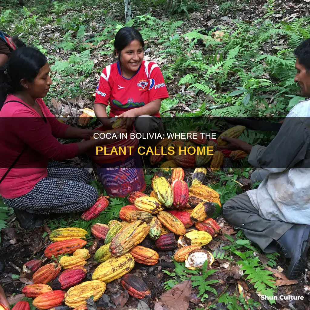 where is coca grown in bolivia