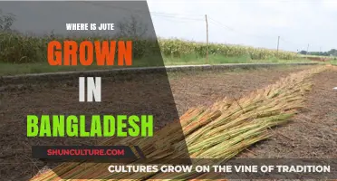 Exploring Bangladesh's Jute Cultivation: Key Growing Regions and Practices