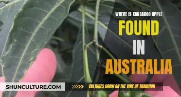 Kangaroo Apple: Australia's Unique Fruit and its Habitat