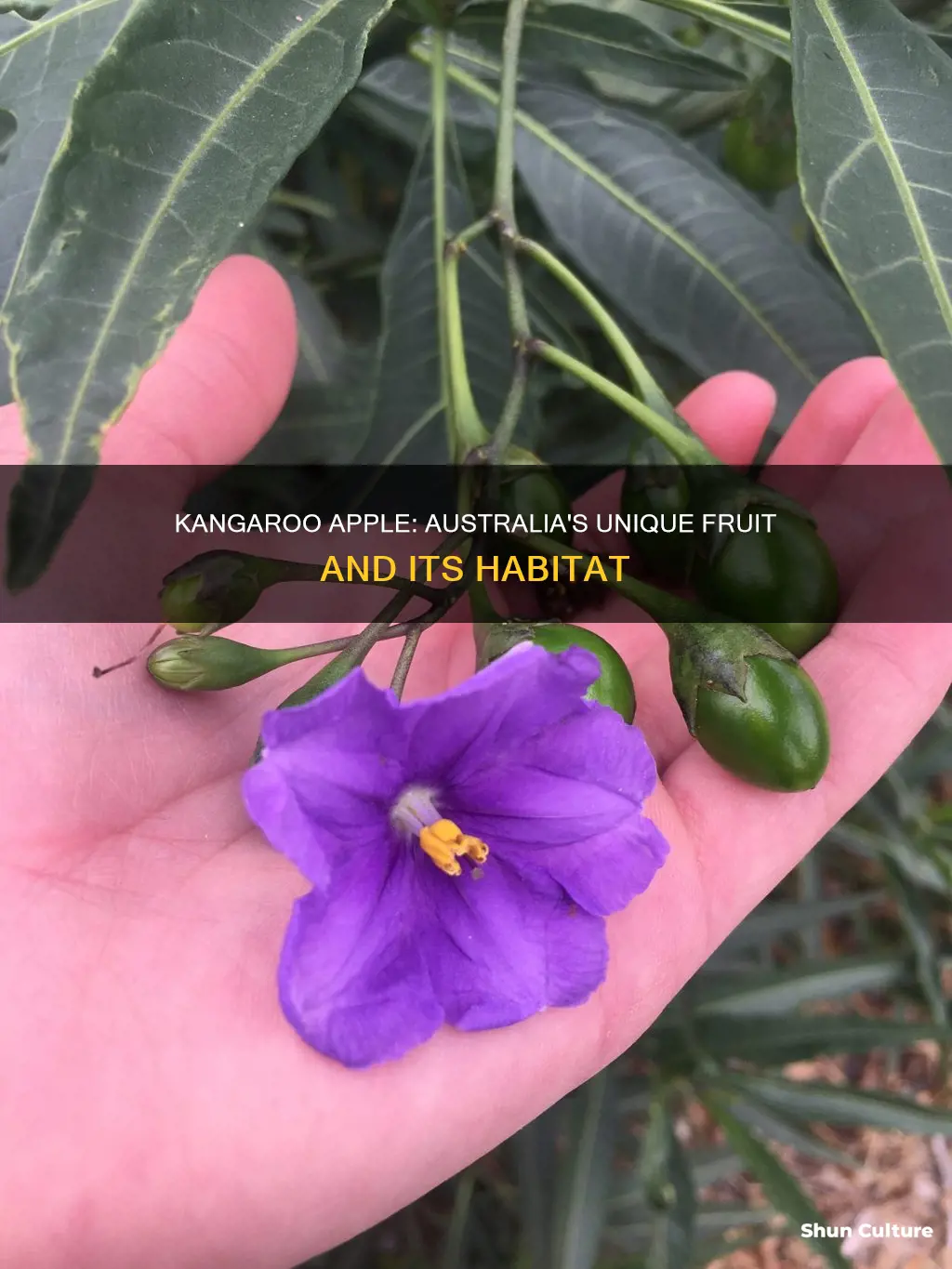 where is kangaroo apple found in australia